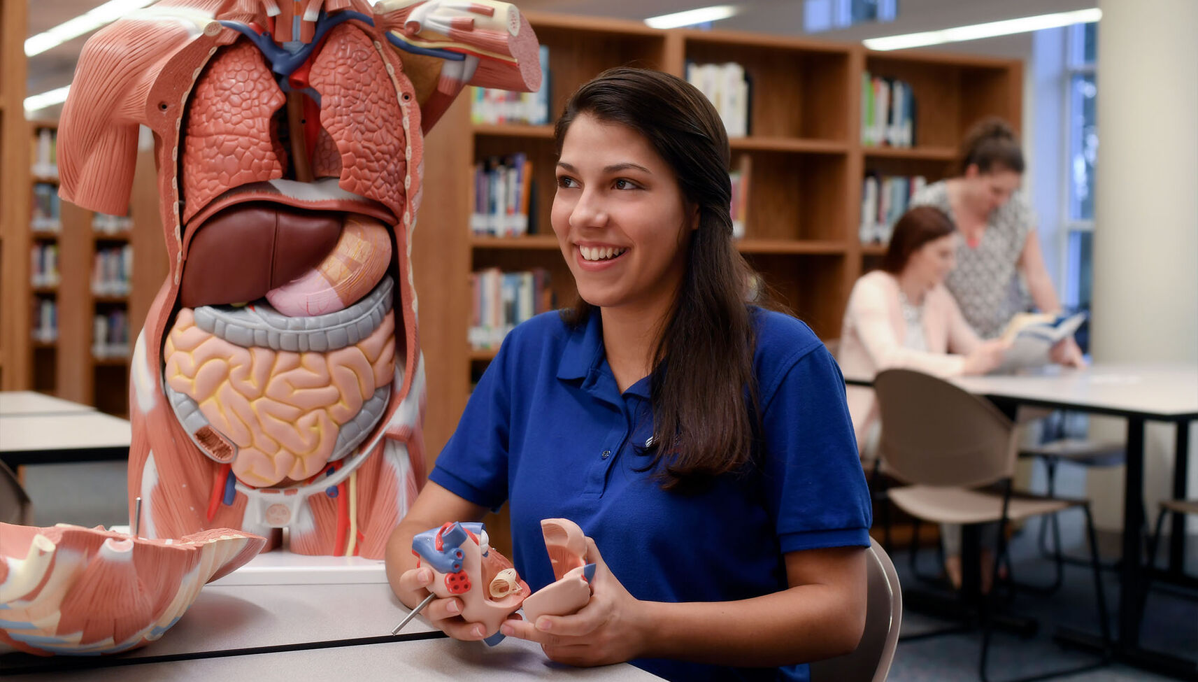 A female student studies in the library with a human anatomy model